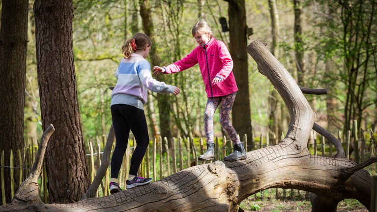 Children balancing on a big tree trunk in the woods